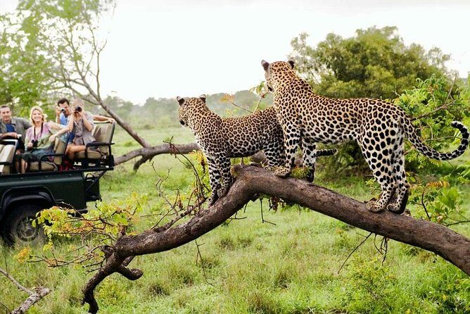 5 Day Kruger National Park and Panorama Route Safari - Transportation & Group Size