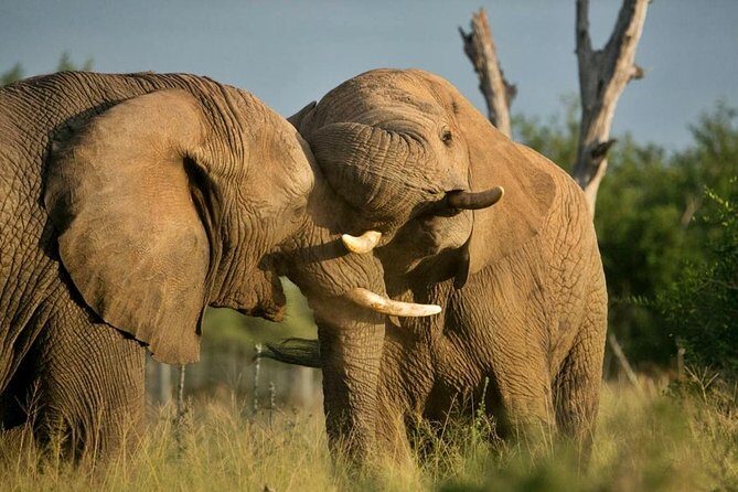5 Day Kruger National Park and Panorama Route Safari - FAQ