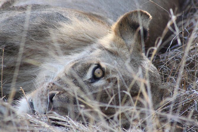 5 Day Kruger National Park tour - Authentic Experiences and Review Insights
