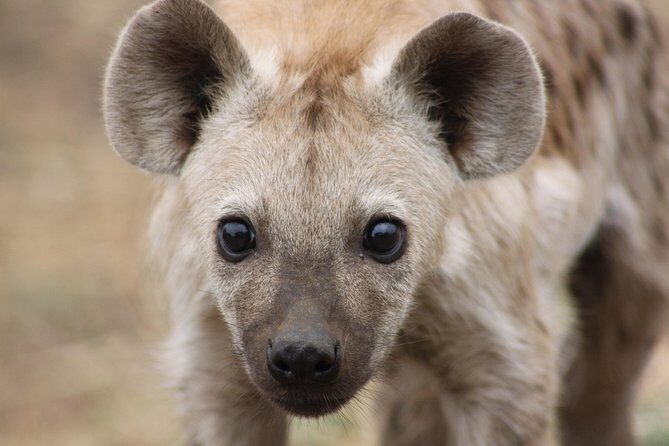 5 Day Kruger National Park tour - The Sum Up