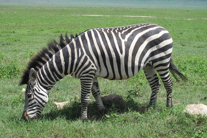 5-Day Lake Manyara, Serengeti, Ngorongoro Crater and Tarangire - The Itinerary in Detail: What You Can Expect