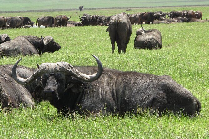 5-Day Lake Manyara, Serengeti, Ngorongoro Crater and Tarangire - Who Is This Safari Best Suited For?