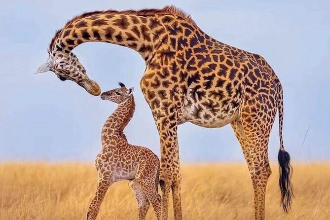 5-Day Lake Manyara, Serengeti, Ngorongoro Crater and Tarangire - FAQs