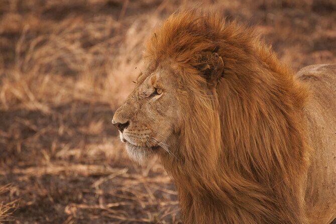 5-Day Majestic Tanzania Safari - High End All Inclusive - Final Thoughts