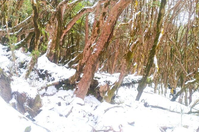 5 Day Mardi Himal Base Camp Trek in Pokhara - An In-Depth Look at the Mardi Himal Base Camp Trek