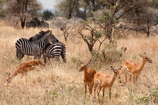 5-Day Mid-Range Safari in Tanzania - FAQs