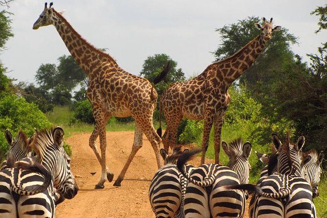 5 Day Mid range Tanzania Safari - An Overview of the 5-Day Tanzania Safari