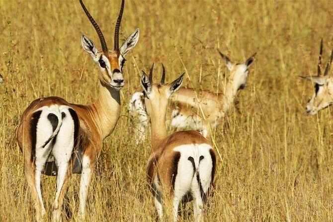 5 Day Mid range Tanzania Safari - Practical Details and Considerations