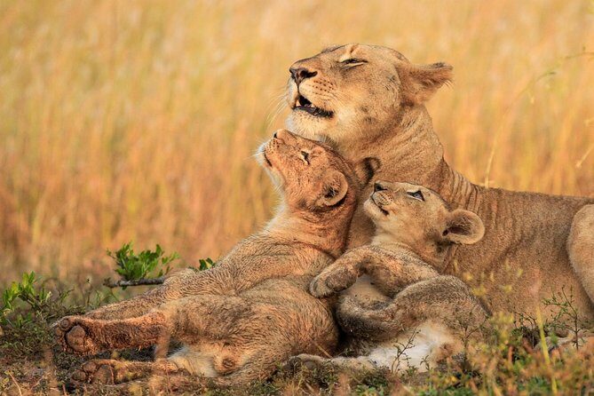 5 Day Mid range Tanzania Safari - Final Thoughts