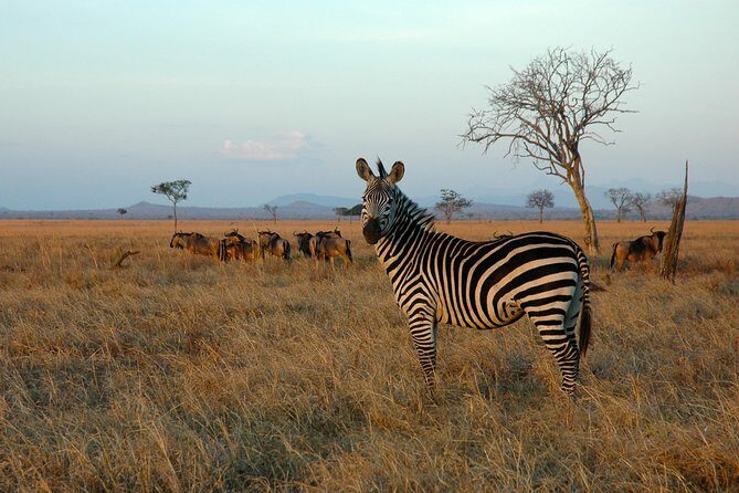 5-Day Mikumi & Ruaha Tanzania Wildlife Lodge Safari - Overview of the 5-Day Mikumi & Ruaha Safari