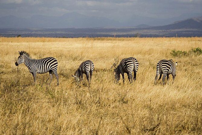 5-Day Mikumi & Ruaha Tanzania Wildlife Lodge Safari - Transportation, Lodging & Meals
