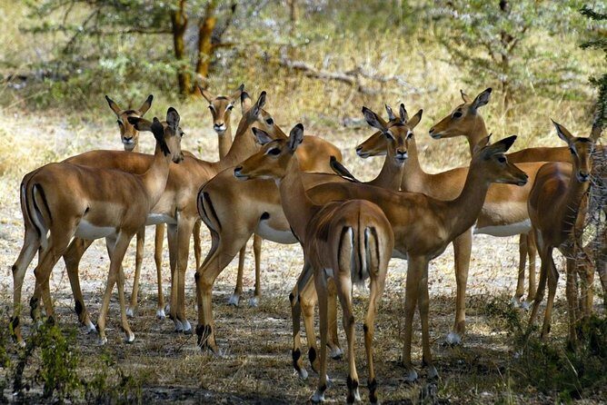 5-Day Mikumi & Ruaha Tanzania Wildlife Lodge Safari - Insights from Travelers & Review Highlights