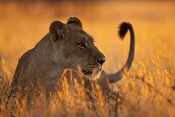 5-Day Mikumi & Ruaha Tanzania Wildlife Lodge Safari - FAQ