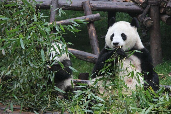 5 Day Natural Panda Paradise Tour in Chengdu - Chengdu City and Cultural Highlights