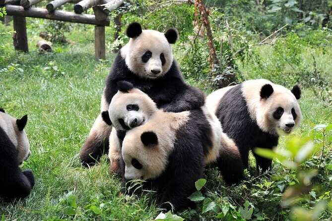 5 Day Natural Panda Paradise Tour in Chengdu - Cultural Leisure in Chengdu’s Parks