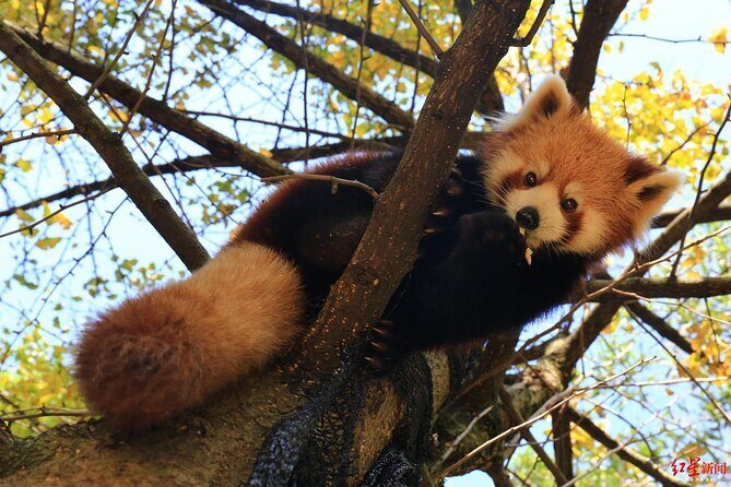 5 Day Natural Panda Paradise Tour in Chengdu - Mount Emei and Its Spiritual Majesty