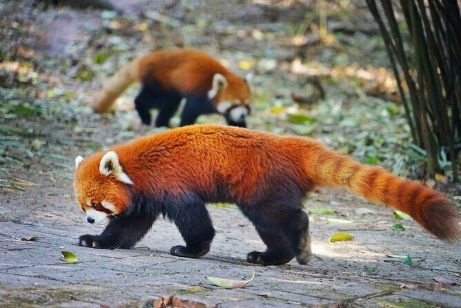 5 Day Natural Panda Paradise Tour in Chengdu - Final Day and Departure