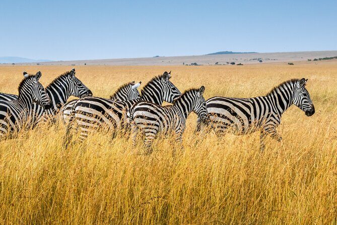 5-Day Ngorongoro Crater and Lake Manyara Safari from Arusha - Exploring the Itinerary: What You Can Expect  