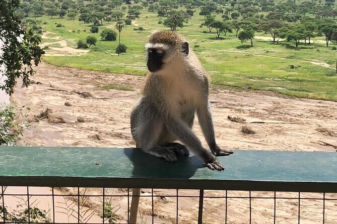 5-Day Ngorongoro Crater and Lake Manyara Safari from Arusha - The Sum Up: Who Will Appreciate This Safari?  
