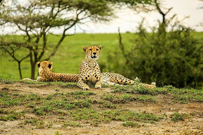 5-Day Ngorongoro Crater and Lake Manyara Safari from Arusha - FAQ  