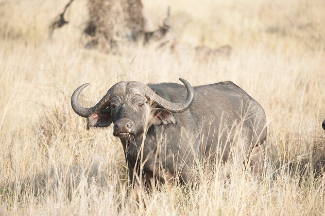 5-Day private Camping Safari Tour in Tanzania - FAQs