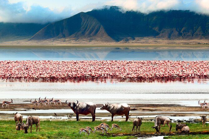 5 Day Private Guided Wildebeest Migration Tour - FAQ