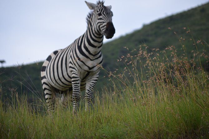 5 Day Private Lodge & Camping Tour of Tarangire, Serengeti & Ngorongoro Crater - A Closer Look at the Itinerary