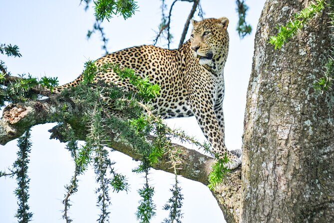 5 Day Private Lodge & Camping Tour of Tarangire, Serengeti & Ngorongoro Crater - The Sum Up