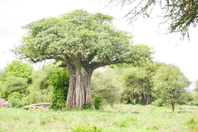 5 Day Private Lodge & Camping Tour of Tarangire, Serengeti & Ngorongoro Crater - FAQ