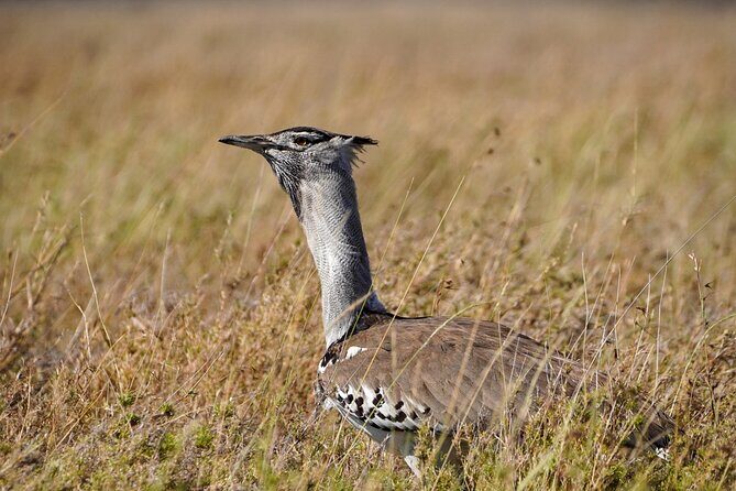 5-Day Private midrange Tour in Arusha with Airport Pickup - Key Points
