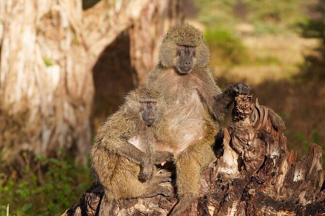 5-Day Private midrange Tour in Arusha with Airport Pickup - Final Words