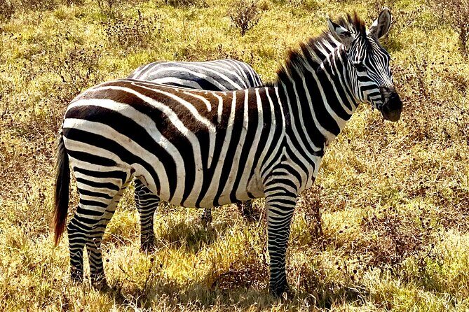 5-Day Private Safari in The Serengeti with Accommodation - Exploring the Itinerary in Detail