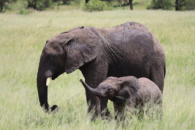 5-Day Private Safari in The Serengeti with Accommodation - Final Thoughts: Who Is This Tour Best For?