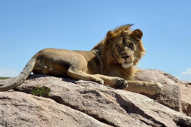 5-Day Private Safari in The Serengeti with Accommodation - FAQ