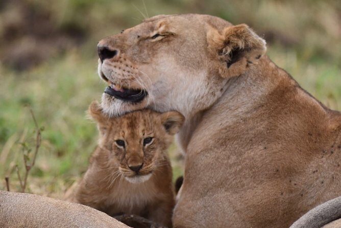 5-Day Private Safari Tour in Northern Tanzania - Key Points  