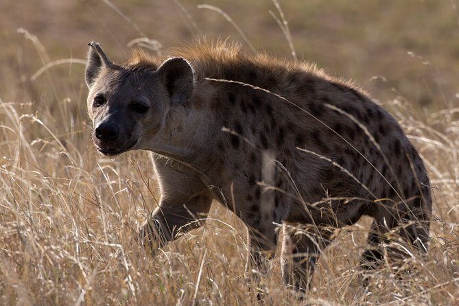 5-Day Private Safari Tour in Northern Tanzania - FAQs  