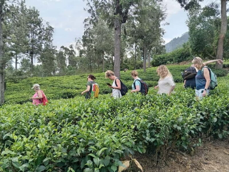 5-Day Private Sri Lanka Trip-Hotels, Breakfast & Luxury Car - Who Is This Tour Best For?