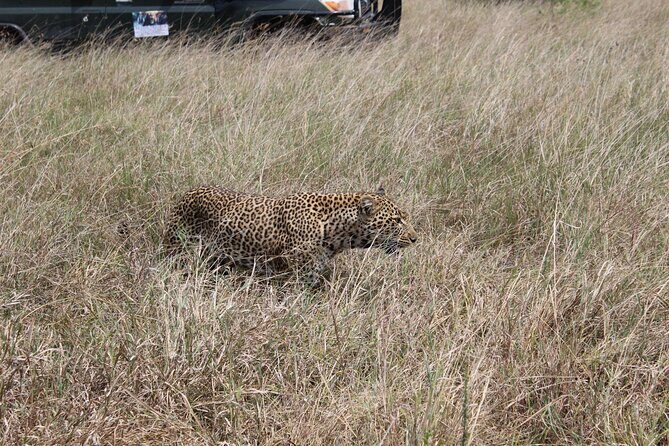 5-Day Private Tour in Kenya's Best Game Parks - An In-Depth Look at the 5-Day Kenyan Safari