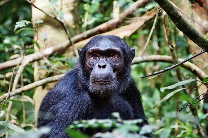5-Day Private Tour in Mikumi National Park and Udzungwa Mountain - Days 1-3: Mikumi National Park—Wildlife Encounters