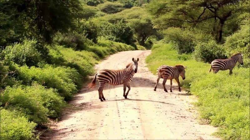 5-Day Safari Adventure in Tanzania, Journey Through Africa - Practical Considerations