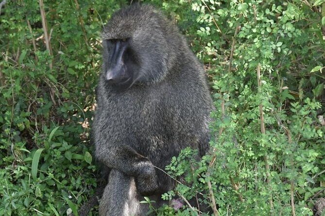5-Day Safari in Maasai Mara, Lake Nakuru and Naivasha - What You Can Expect from the Tour