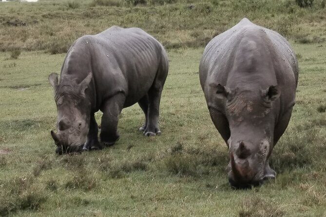 5-Day Safari in Maasai Mara, Lake Nakuru and Naivasha - Transportation and Accommodation