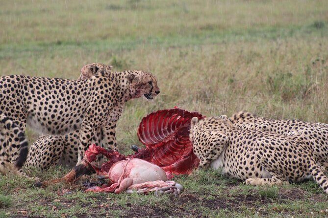 5-Day Safari in Maasai Mara, Lake Nakuru and Naivasha - Final Thoughts