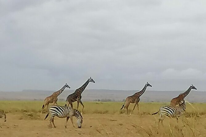 5-Day Safari in Maasai Mara, Lake Nakuru and Naivasha - FAQ