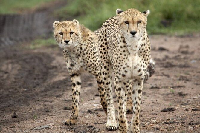5 Day Safari in Tarangire, Serengeti and Ngorongoro Wonders - An In-Depth Look at the Safari Experience