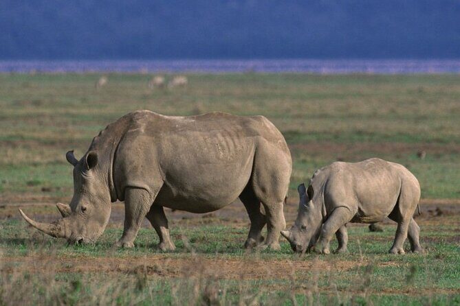 5 Day Safari in Tarangire, Serengeti and Ngorongoro Wonders - FAQs
