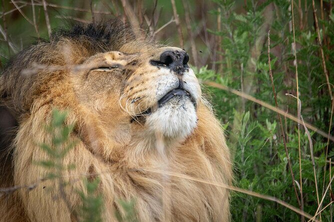 5-Day Safari Symphony: Tarangire, Serengeti & Ngorongoro Marvels - A Closer Look at the Itinerary