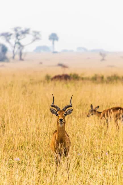 5-day Safari - Key Points