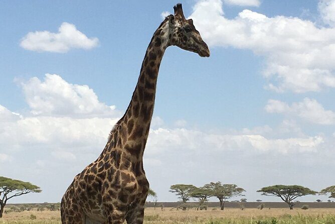 5 day safari Tarangire Serengeti and Ngorongoro crater - The Detailed Breakdown of the 5-Day Tanzanian Safari