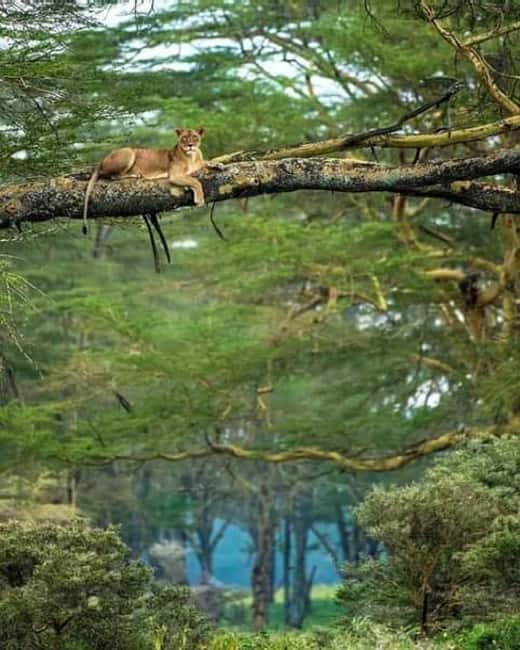 5 Day Safari Tarangire, Serengeti, Ngorongoro & Manyara Join - Day 3: Serengeti to Ngorongoro Conservation Area